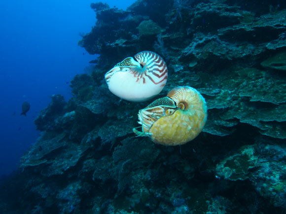 海洋最稀有生物 睽違31年再出現 | 文章內置圖片