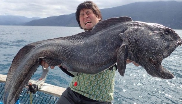 巨型猙獰大嘴怪魚 日本網友也HOLD不住了！