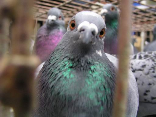 賽鴿涉虐待 美組織拍攝影片 | 文章內置圖片