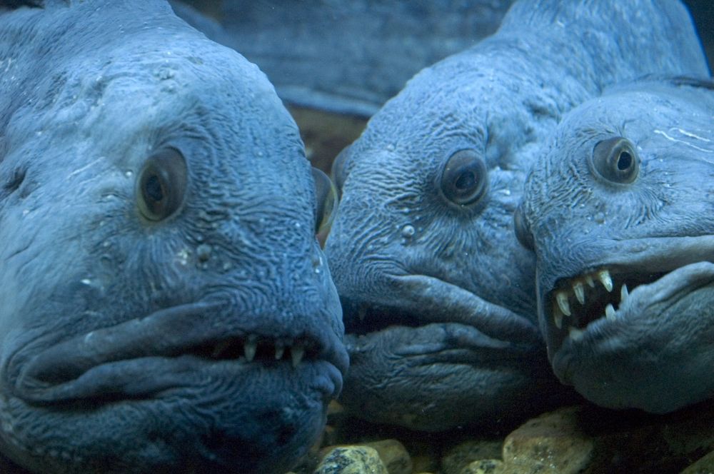巨型猙獰大嘴怪魚 日本網友也HOLD不住了！ | 文章內置圖片