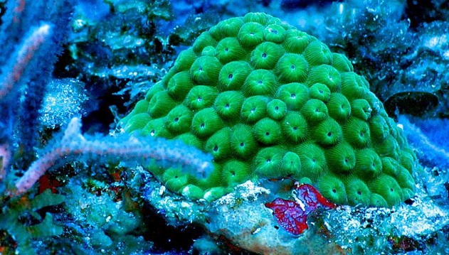 加勒比海珊瑚將消失　兇手竟是它！
