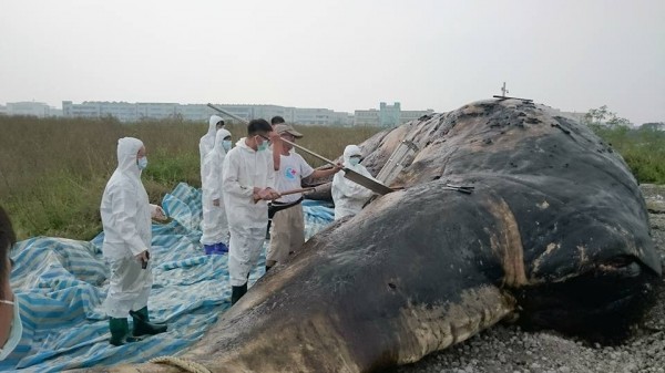 抹香鯨悲劇　網友號召不用塑膠袋30天！ | 文章內置圖片